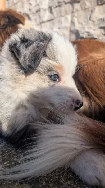Border Collie Blu merle cucciolo  | Foto 1