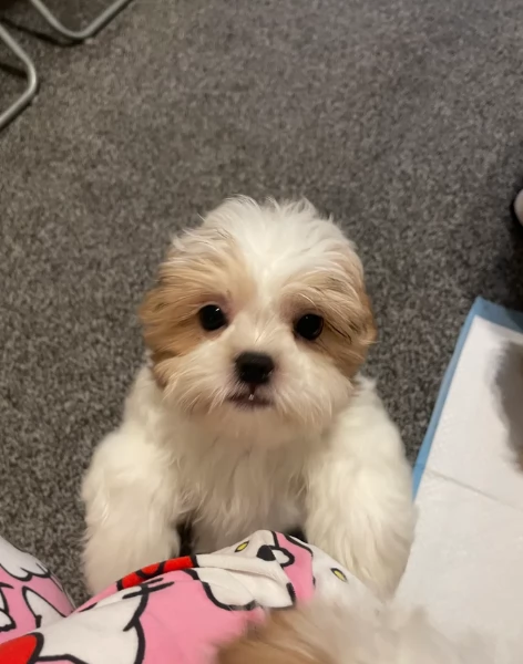 Cuccioli di Shih Tzu di razza pura in adozione. | Foto 0