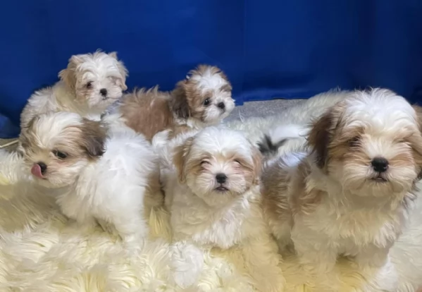 Cuccioli di Shih Tzu di razza pura in adozione.