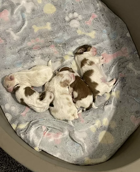 Cuccioli di Shih Tzu di razza pura in adozione | Foto 2