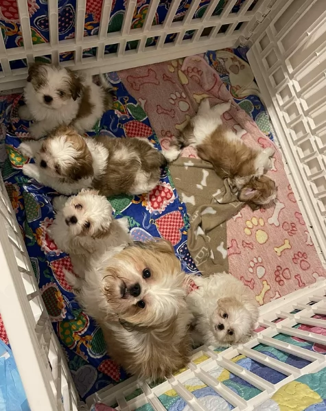 Cuccioli di Shih Tzu di razza pura in adozione | Foto 1