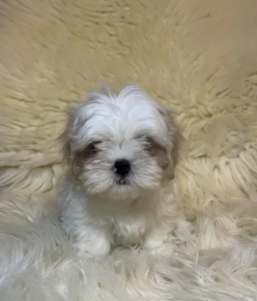 Cuccioli di Shih Tzu di razza pura in adozione | Foto 4