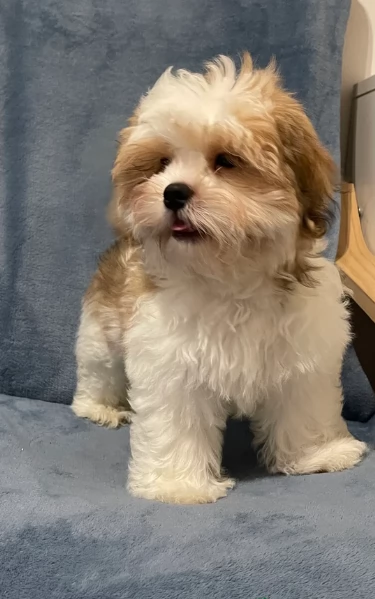 Cuccioli di Shih Tzu di razza pura in adozione | Foto 0
