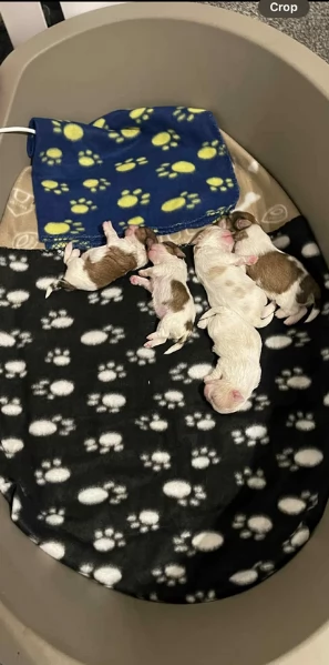 Cuccioli di Shih Tzu di razza pura in adozione