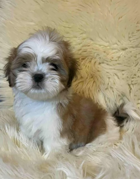 Cuccioli di Shih Tzu di razza pura in adozione | Foto 5