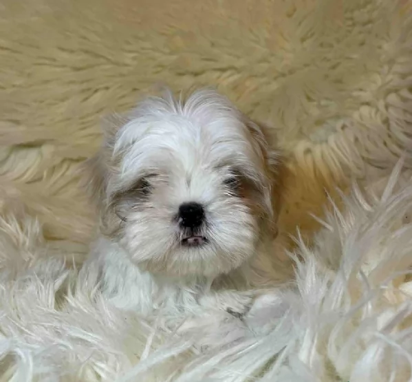 Cuccioli di Shih Tzu di razza pura in adozione | Foto 3