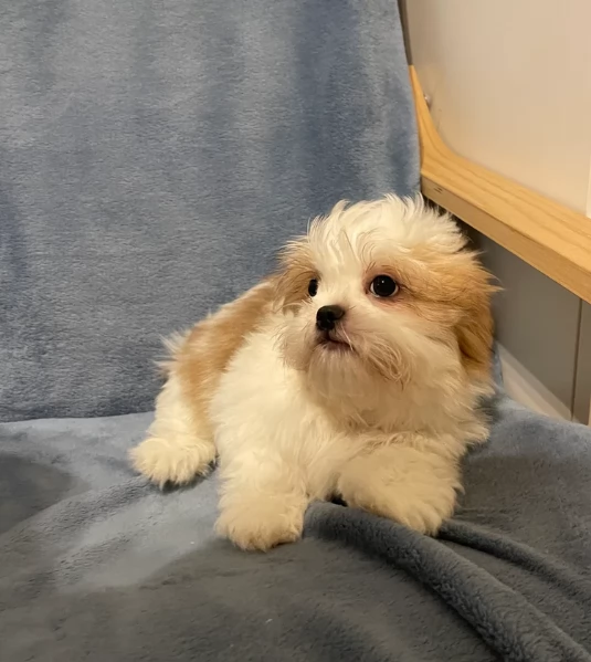 Cuccioli di Shih Tzu di razza pura in adozione