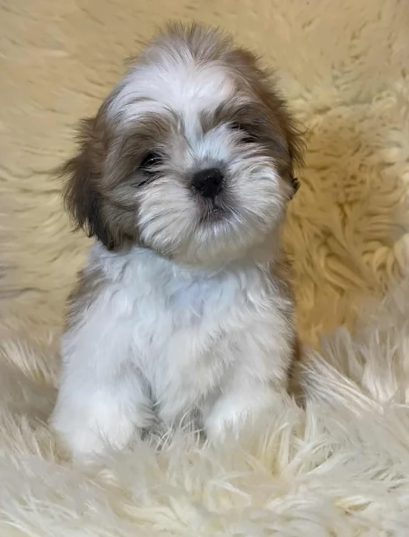 Cuccioli di Shih Tzu di razza pura in adozione