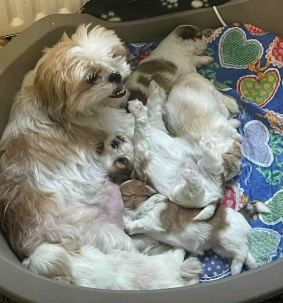 Cuccioli di Shih Tzu di razza pura in adozione | Foto 4