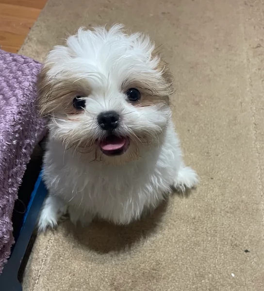 Cuccioli di Shih Tzu di razza pura in adozione | Foto 2