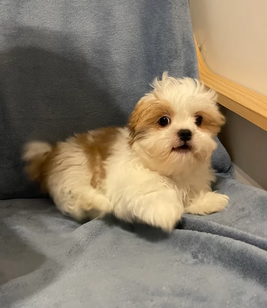 Cuccioli di Shih Tzu di razza pura in adozione | Foto 0