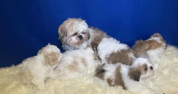 Cuccioli di Shih Tzu di razza pura in adozione | Foto 6