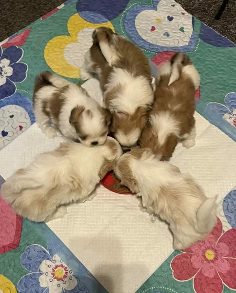 Cuccioli di Shih Tzu di razza pura in adozione | Foto 3
