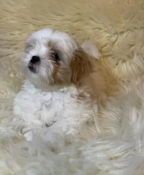 Cuccioli di Shih Tzu di razza pura in adozione | Foto 6