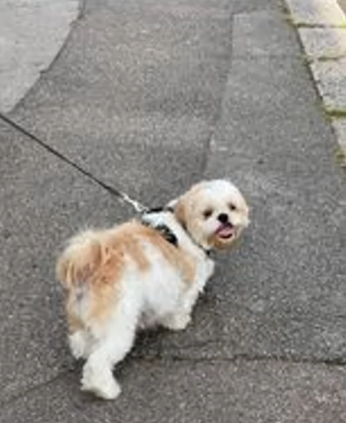 Cuccioli di Shih Tzu di razza pura in adozione | Foto 4