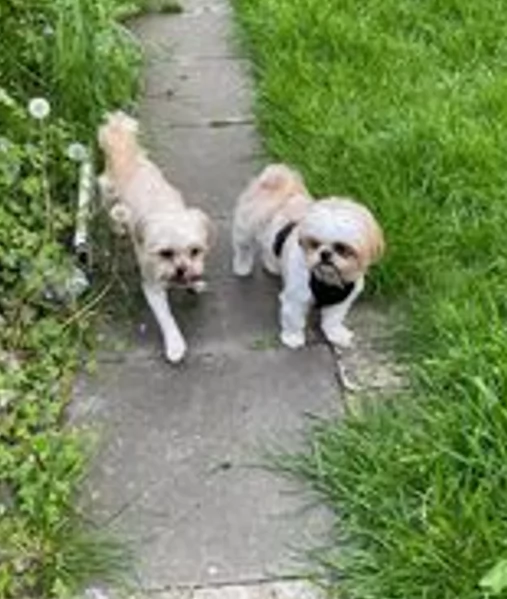 Cuccioli di Shih Tzu di razza pura in adozione | Foto 0