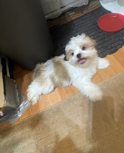 Cuccioli di Shih Tzu di razza pura in adozione | Foto 4