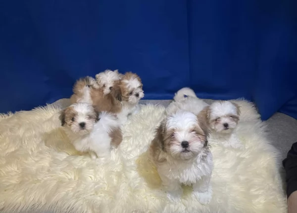 Cuccioli di Shih Tzu di razza pura in adozione | Foto 2