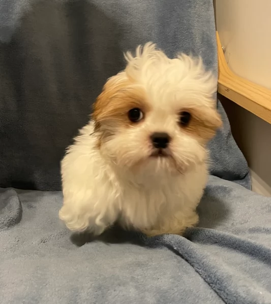 Cuccioli di Shih Tzu di razza pura in adozione | Foto 2