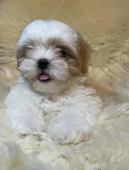 Cuccioli di Shih Tzu di razza pura in adozione