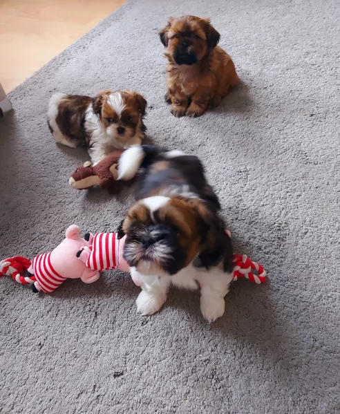 Cuccioli di Shih Tzu di razza pura in adozione | Foto 1