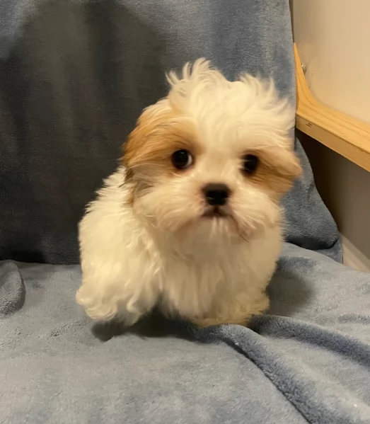 Cuccioli di Shih Tzu di razza pura in adozione | Foto 1