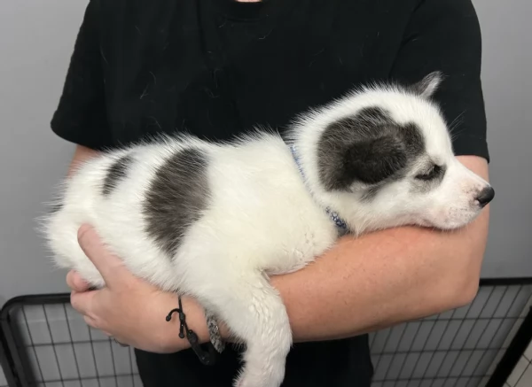 Cuccioli di husky di alta qualit&agrave; disponibili per l'adozione. | Foto 5