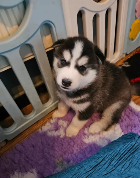 Cuccioli di husky di alta qualit&agrave; disponibili per l'adozione. | Foto 4