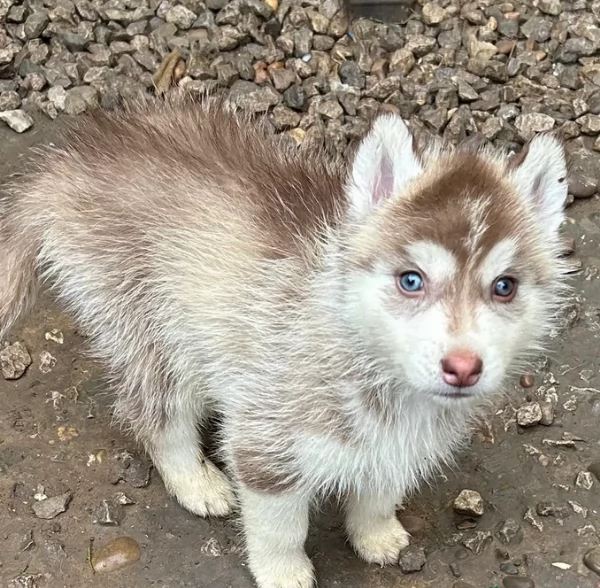 Cuccioli di husky di alta qualit&agrave; disponibili per l'adozione. | Foto 3