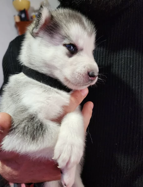 Cuccioli di husky di alta qualit&agrave; disponibili per l'adozione. | Foto 2