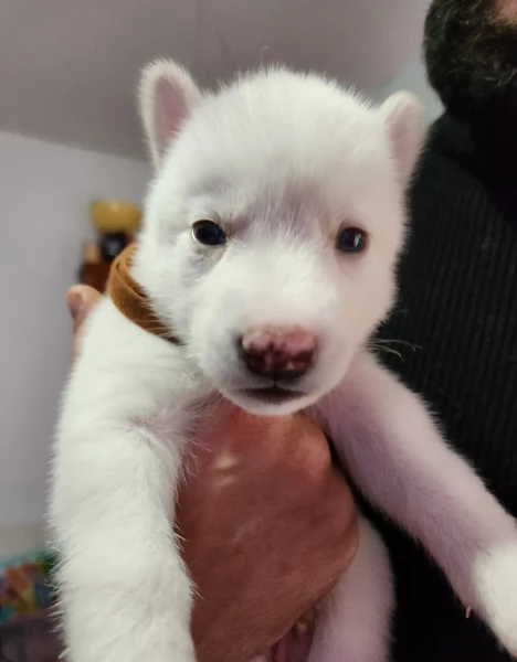 Cuccioli di husky di alta qualit&agrave; disponibili per l'adozione. | Foto 1