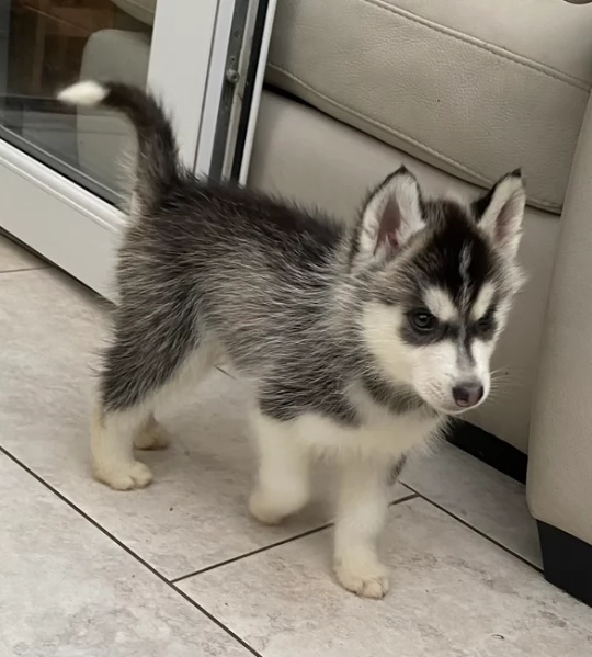 Cuccioli di husky di alta qualit&agrave; disponibili per l'adozione. | Foto 0