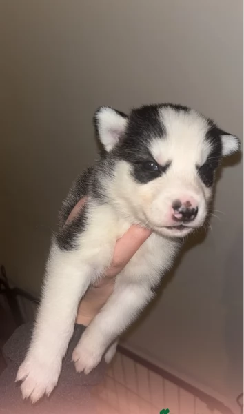 disponibili per l'adozione cuccioli di Husky di alta qualit&agrave;.