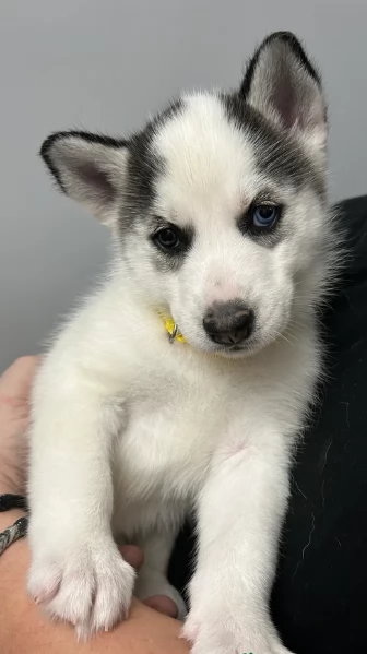 disponibili per l'adozione cuccioli di Husky di alta qualit&agrave;. | Foto 3