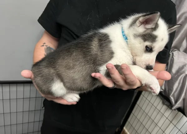disponibili per l'adozione cuccioli di Husky di alta qualit&agrave;. | Foto 2