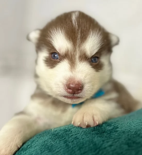 disponibili per l'adozione cuccioli di Husky di alta qualit&agrave;. | Foto 1