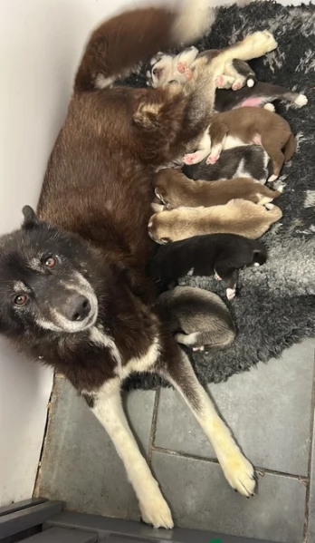 disponibili per l'adozione cuccioli di Husky di alta qualit&agrave;. | Foto 0