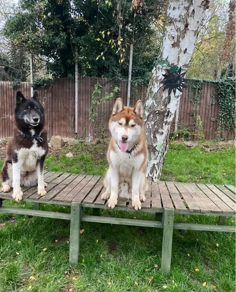 disponibili per l'adozione cuccioli di Husky di alta qualit&agrave;. | Foto 5