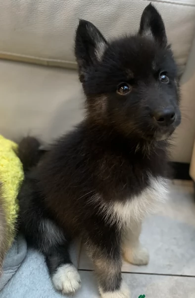 disponibili per l'adozione cuccioli di Husky di alta qualit&agrave;. | Foto 4