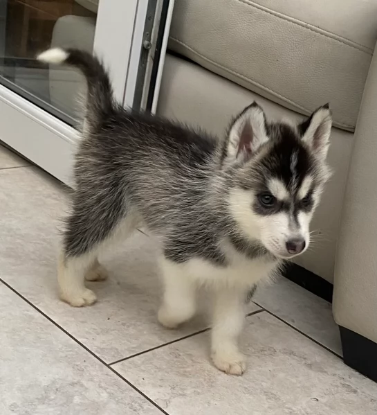 disponibili per l'adozione cuccioli di Husky di alta qualit&agrave;. | Foto 3
