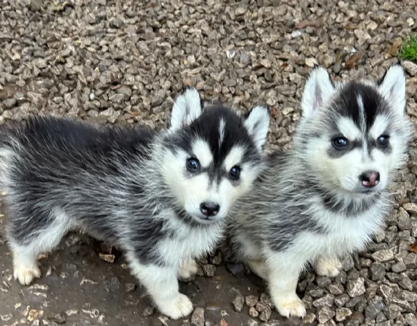 disponibili per l'adozione cuccioli di Husky di alta qualit&agrave;. | Foto 2