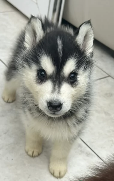 disponibili per l'adozione cuccioli di Husky di alta qualit&agrave;. | Foto 1
