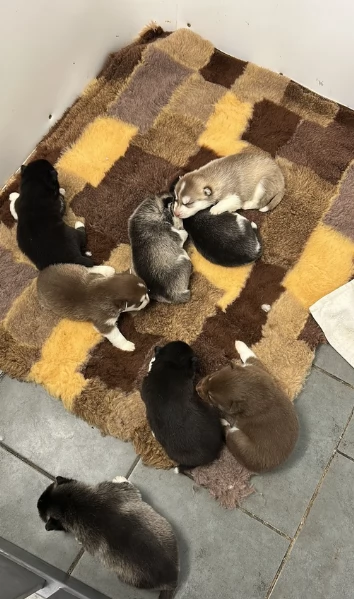 disponibili per l'adozione cuccioli di Husky di alta qualit&agrave;. | Foto 0