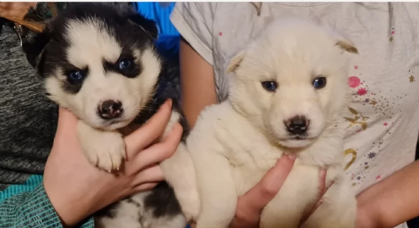 disponibili per l'adozione cuccioli di Husky di alta qualit&agrave;. | Foto 6