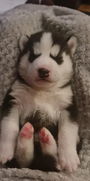 disponibili per l'adozione cuccioli di Husky di alta qualit&agrave;. | Foto 5