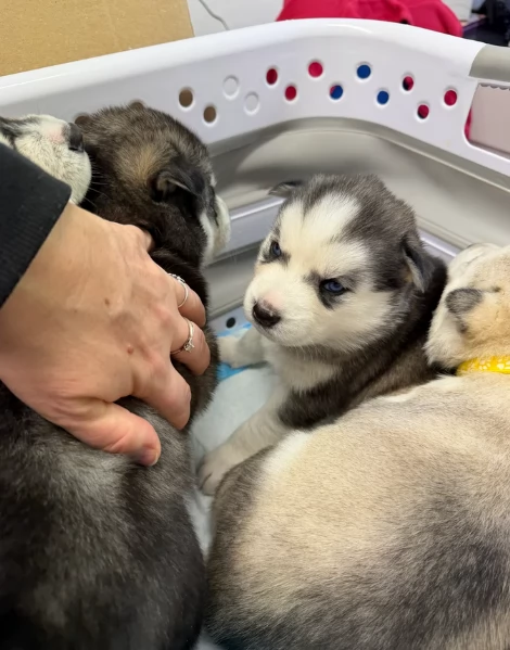 disponibili per l'adozione cuccioli di Husky di alta qualit&agrave;. | Foto 4