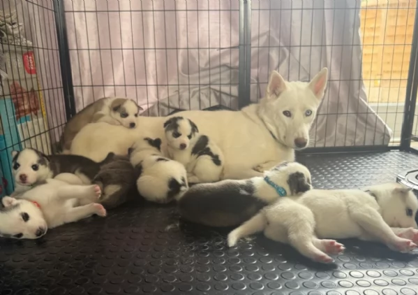 disponibili per l'adozione cuccioli di Husky di alta qualit&agrave;. | Foto 4