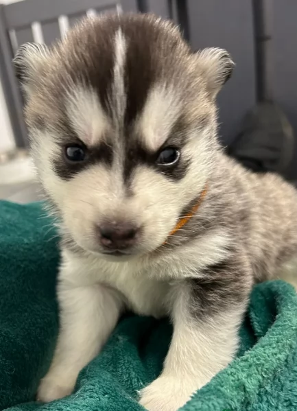disponibili per l'adozione cuccioli di Husky di alta qualit&agrave;. | Foto 3
