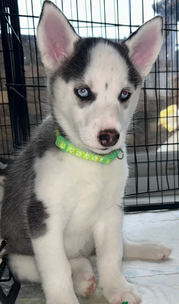 disponibili per l'adozione cuccioli di Husky di alta qualit&agrave;. | Foto 1