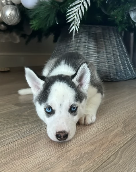 disponibili per l'adozione cuccioli di Husky di alta qualit&agrave;. | Foto 0